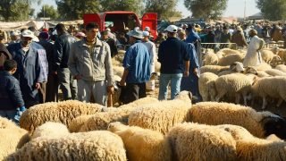 أزمة الأضحية: حين تكشف “سنة العيد” عجز النموذج الاقتصادي عن حماية المواطن
