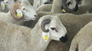 نائب برلمانية تسلط الضوء على معاناة الكسابة مع قرب عيد الأضحى