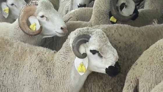 نائب برلمانية تسلط الضوء على معاناة الكسابة مع قرب عيد الأضحى