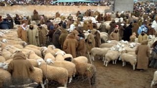 وزارة الداخلية تأمر بتعليق استخلاص رسوم أسواق الماشية بمناسبة عيد الأضحى