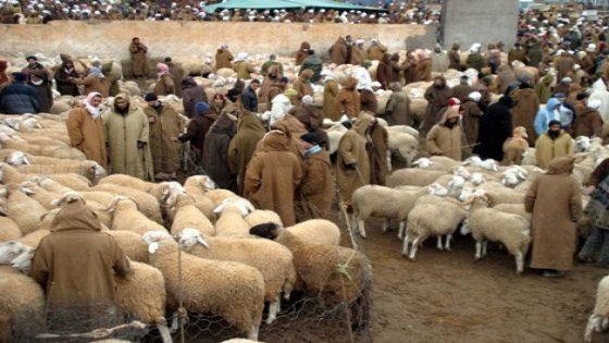 وزارة الداخلية تأمر بتعليق استخلاص رسوم أسواق الماشية بمناسبة عيد الأضحى