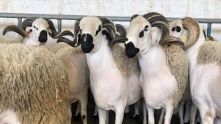 عيد الأضحى .. العرض يتجاوز الطلب ويتراوح بين 8 ملايين و9 ملايين رأس
