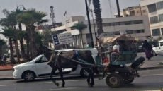 سلطات برشيد تعجز عن منع تجوال العربات المجرورة بالمدينة