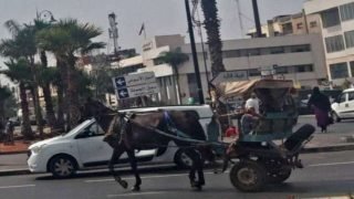 سلطات برشيد تعجز عن منع تجوال العربات المجرورة بالمدينة