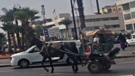 سلطات برشيد تعجز عن منع تجوال العربات المجرورة بالمدينة