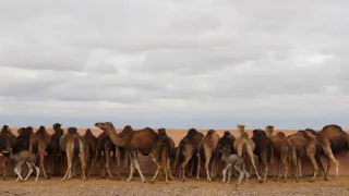 ارتفاع غير مسبوق في أسعار الإبل بالأقاليم الجنوبية وسط شبهات احتكار رخص الاستيراد