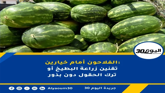 زاكورة: فلاحو البطيخ الأحمر يشتكون غياب البذور المقاومة للحشرات
