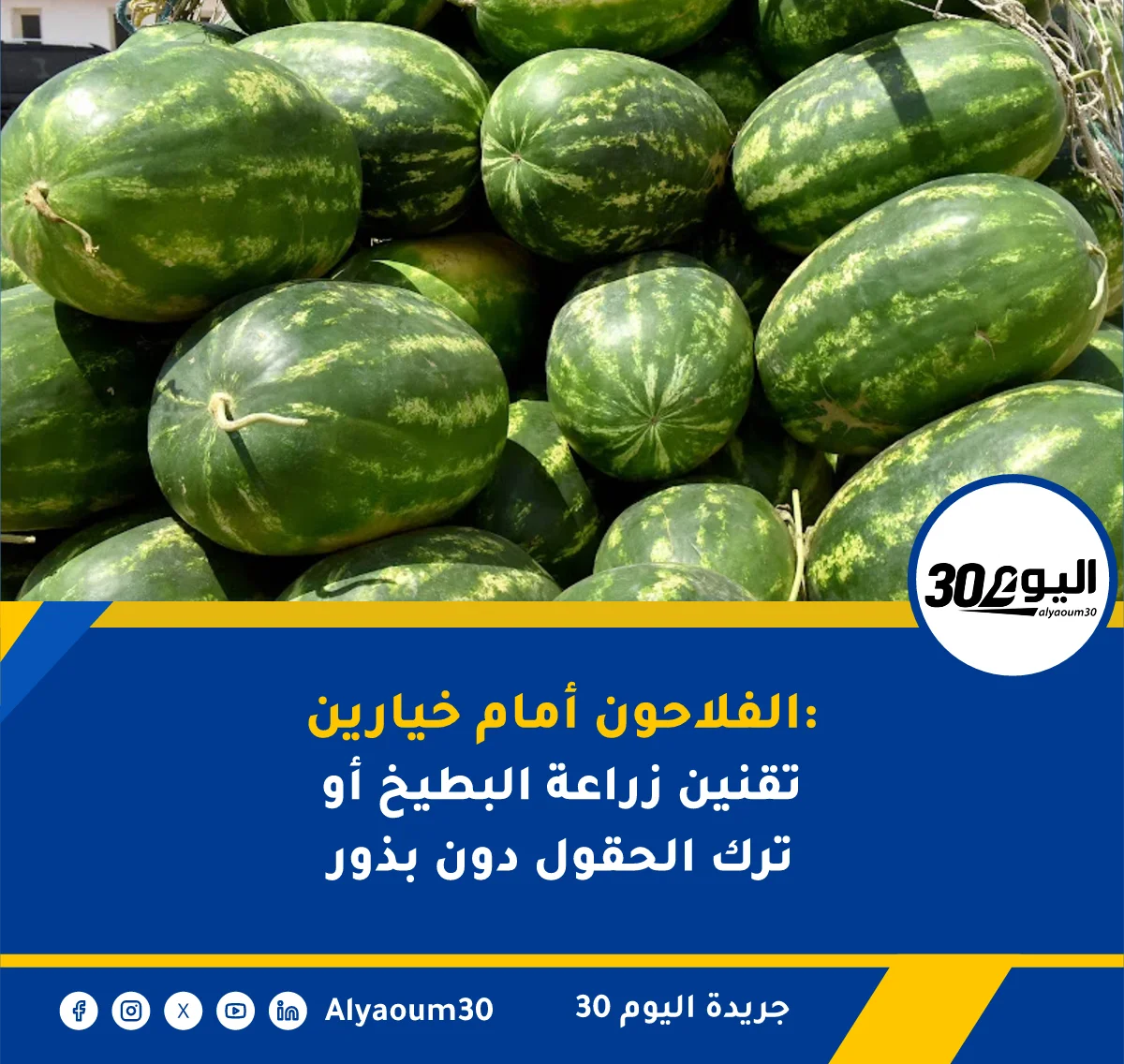 زاكورة: فلاحو البطيخ الأحمر يشتكون غياب البذور المقاومة للحشرات