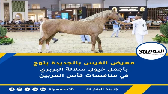 معرض الفرس بالجديدة يتوج بأجمل خيول سلالة البربري في منافسات كأس المربين