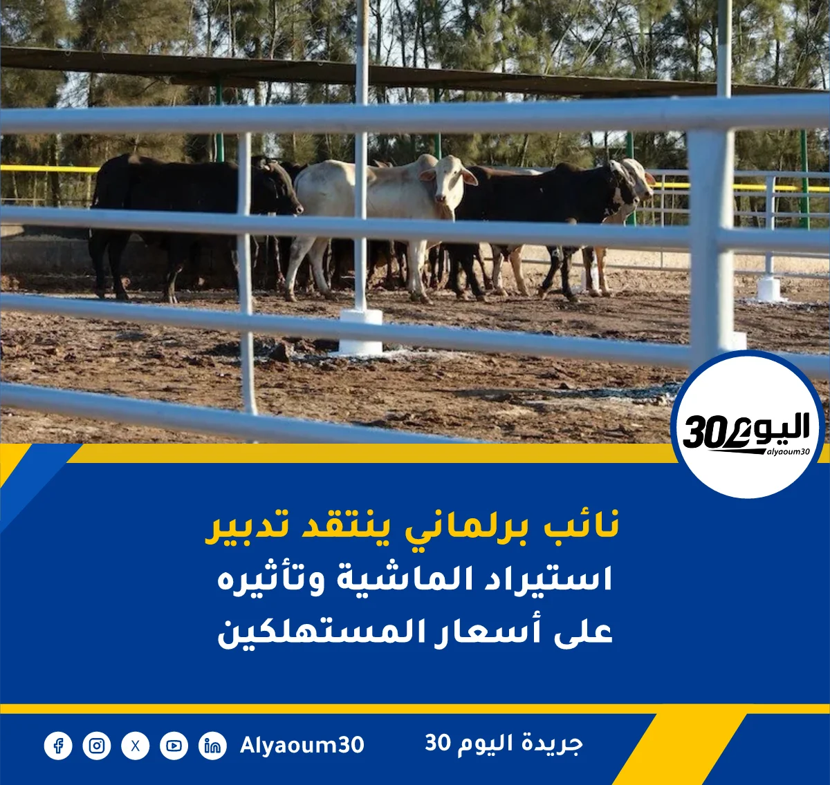 نائب برلماني ينتقد تدبير استيراد الماشية وتأثيره على أسعار المستهلكين