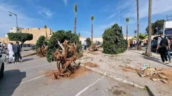 الهيئة الوطنية لحماية المال العام والشفافية تستأنف ملف اجتثاث أشجار ساحة الحنصالي بالجديدة
